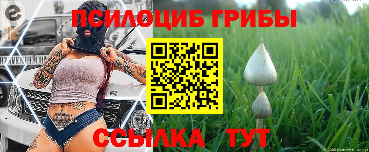 Галлюциногенные грибы Psilocybe Ярцево